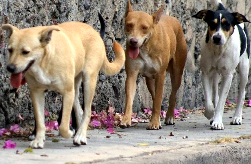 Se invierten m�s de 34.000 euros en un servicio de recogida de animales abandonados o extraviados